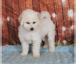 Bichon Frise Puppy for sale in PENNS CREEK, PA, USA