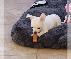 Chihuahua Puppy for sale in SLIDELL, LA, USA