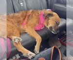 Small #2 Golden Retriever Mix