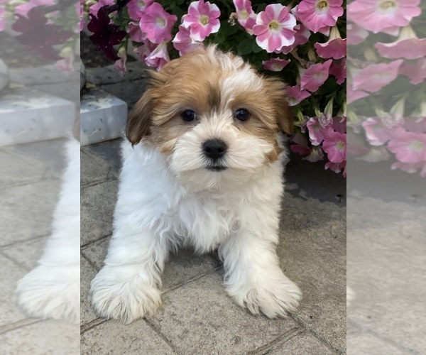 Medium Photo #2 Havanese Puppy For Sale in CANOGA, NY, USA