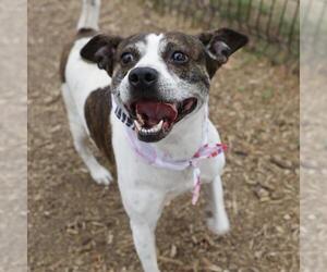 American Staffordshire Terrier-Unknown Mix Dogs for adoption in San Antonio, TX, USA