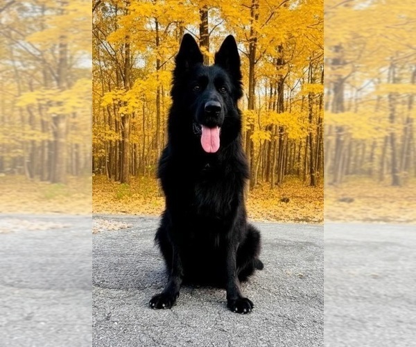 Medium Photo #1 German Shepherd Dog Puppy For Sale in GADSDEN, AL, USA