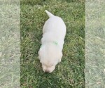 Small Photo #11 Labrador Retriever Puppy For Sale in CEDAREDGE, CO, USA