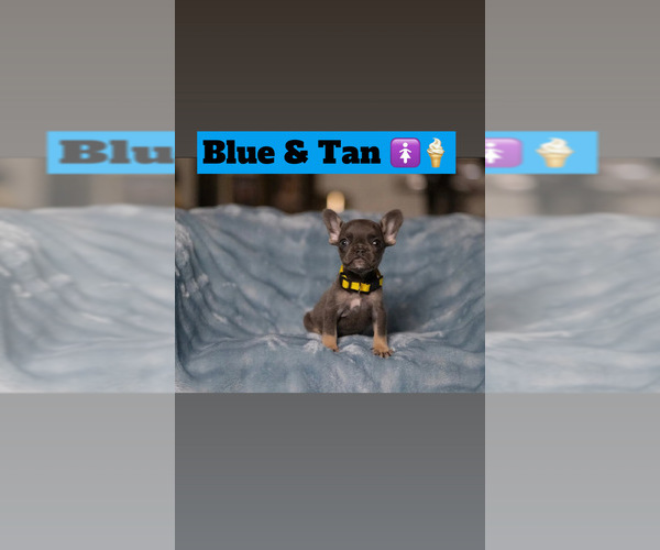 Medium Photo #5 French Bulldog Puppy For Sale in CONROE, TX, USA