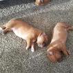 Small Photo #1 Dogue de Bordeaux Puppy For Sale in OCEANSIDE, CA, USA