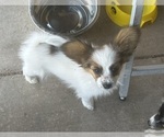 Puppy Red Papillon