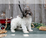 Small #2 Poodle (Toy)