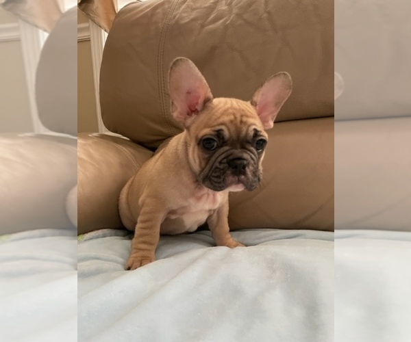 Medium Photo #1 French Bulldog Puppy For Sale in DALLAS, NC, USA