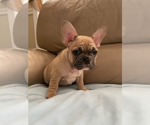 French Bulldog Puppy for Sale in DALLAS, North Carolina USA