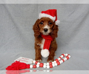 Cavapoo Puppy for sale in MILLERSBURG, OH, USA