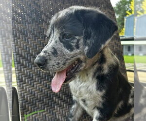 Labrador Retriever-Unknown Mix Dogs for adoption in Sterling, MA, USA