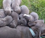 Small Photo #1 American Pit Bull Terrier Puppy For Sale in DELAWARE, OH, USA