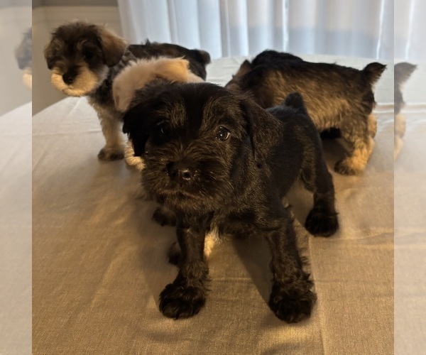 Medium Photo #3 Schnauzer (Miniature) Puppy For Sale in MURFREESBORO, TN, USA