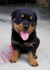 Rottweiler Puppy for sale in KUTTAWA, KY, USA
