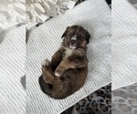 Small #25 Bernedoodle