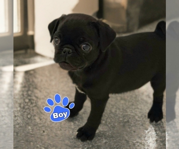 Medium Photo #1 Pug Puppy For Sale in BRIDGETOWN, OH, USA