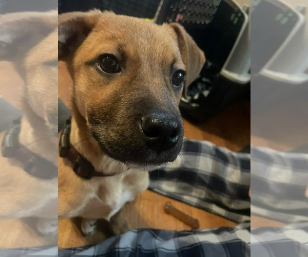 Medium Photo #5 English Mastweiler Puppy For Sale in Oro Medonte, Ontario, Canada