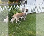 Small #2 Great Pyrenees Mix