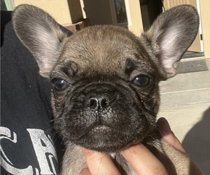 French Bulldog Puppy for sale in BULLHEAD CITY, AZ, USA