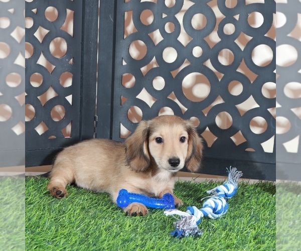 Medium Photo #1 Dachshund Puppy For Sale in MOUNT VERNON, OH, USA