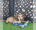 Image preview for Ad Listing. Nickname: Balto