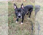 Small #1 Bull Terrier Mix