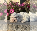 Small #3 Coton de Tulear-Poodle (Toy) Mix