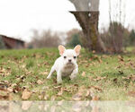 Small Photo #8 French Bulldog Puppy For Sale in WARSAW, IN, USA