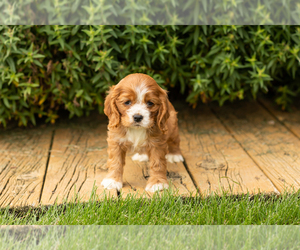 Cocker Spaniel Puppy for sale in NAPPANEE, IN, USA