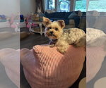 Small #1 Mutt