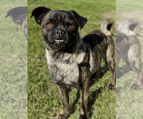 Medium Photo #2 Pug Puppy For Sale in Newport Beach, CA, USA