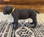 Puppy Moondancer Cane Corso