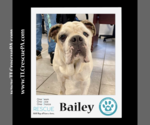Small Photo #8 Bulldog Puppy For Sale in Kimberton, PA, USA