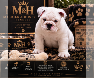 English Bulldog Puppy for sale in HENDERSON, KY, USA