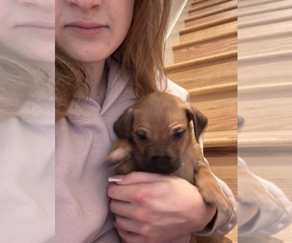 Medium Photo #20 American Pit Bull Terrier-Black Mouth Cur Mix Puppy For Sale in QUAKER HILL, CT, USA