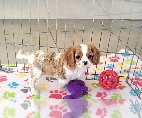 Medium Photo #2 Cavalier King Charles Spaniel Puppy For Sale in ORO VALLEY, AZ, USA