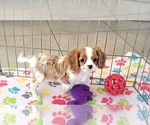 Small #1 Cavalier King Charles Spaniel