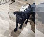 Small #1 Labrador Retriever Mix