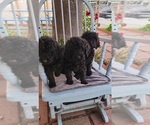 Small Photo #2 Poodle (Standard) Puppy For Sale in SAN BERNARDINO, CA, USA