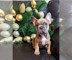 French Bulldog Puppy for sale in TAMPA, FL, USA