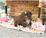 Small #6 Shih Tzu