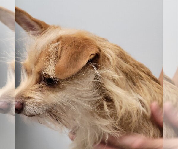 Medium Photo #5 Chihuahua-Unknown Mix Puppy For Sale in Spring, TX, USA