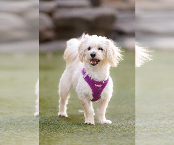 Medium Photo #3 Havamalt Puppy For Sale in McKinney, TX, USA