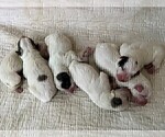 Small Photo #18 Great Pyrenees Puppy For Sale in MOUNT AIRY, NC, USA