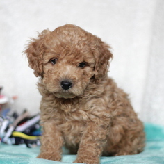 Cavapoo-Poodle (Miniature) Mix Puppy for sale in GAP, PA, USA