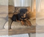 Small Photo #21 Rottweiler Puppy For Sale in PONTE VEDRA, FL, USA