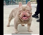Small Photo #14 French Bulldog Puppy For Sale in BROOKSVILLE, FL, USA