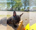 Small Photo #20 French Bulldog Puppy For Sale in HOPKINSVILLE, KY, USA
