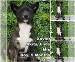 Small Akita Mix