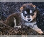 Small Photo #14 Alaskan Malamute Puppy For Sale in MIDWEST CITY, OK, USA